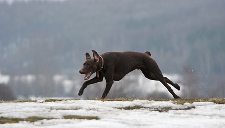 Photo Credit: shorthaired german pointer image by Aleksander from <a href='http://www.fotolia.com'>Fotolia.com</a> The German shorthaired pointer is an energetic hunting dog and an affectionate, playful family dog.