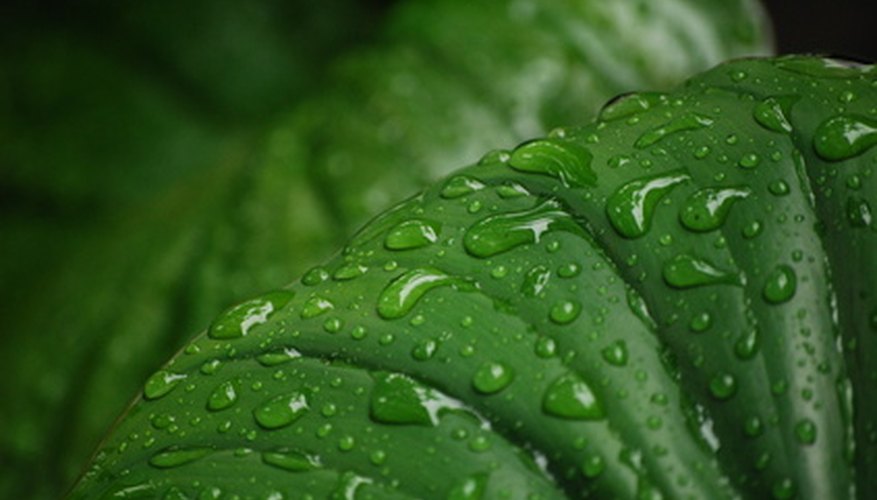 La fotosíntesis tiene lugar en las hojas de las plantas.