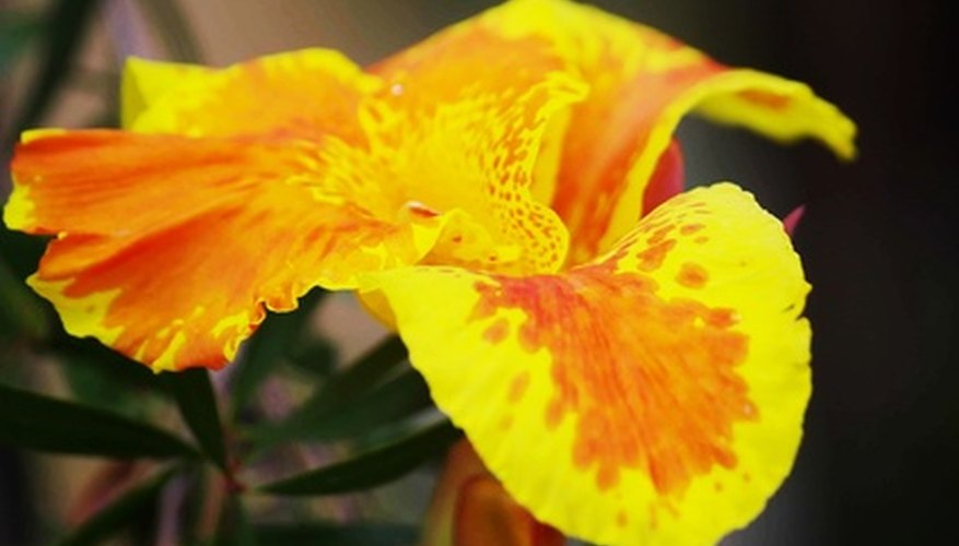 how-to-store-cannas-over-the-winter-garden-guides