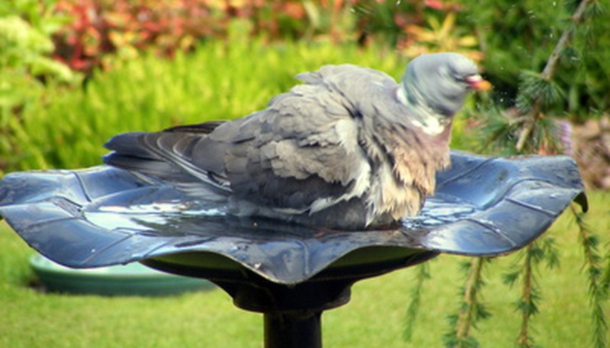 the-best-flowers-for-bird-baths-garden-guides