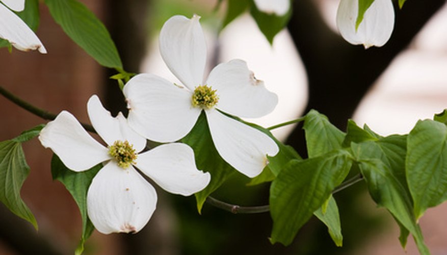 How to Identify White Flowering Trees in Michigan | Garden ...