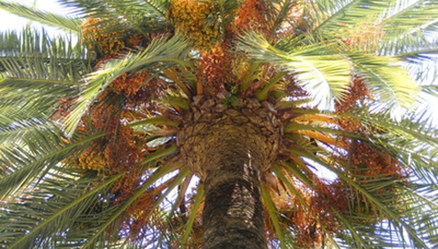 parts-of-a-palm-tree-that-are-useful-garden-guides