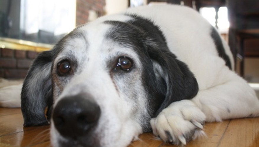 Photo Credit: dog nose image by hoselx from <a href='http://www.fotolia.com'>Fotolia.com</a> A dog with a sore paw may need to rest.