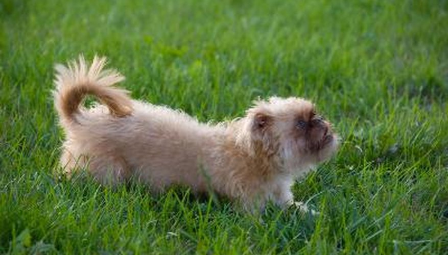 Photo Credit: GRIFFON BRUXELLOIS image by Anton Gvozdikov from <a href='http://www.fotolia.com'>Fotolia.com</a> Engage your Brussels griffon in active play.