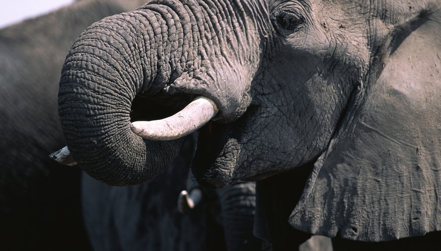 Elephant tusks. Слон с бивнями вниз. Сомали слон.