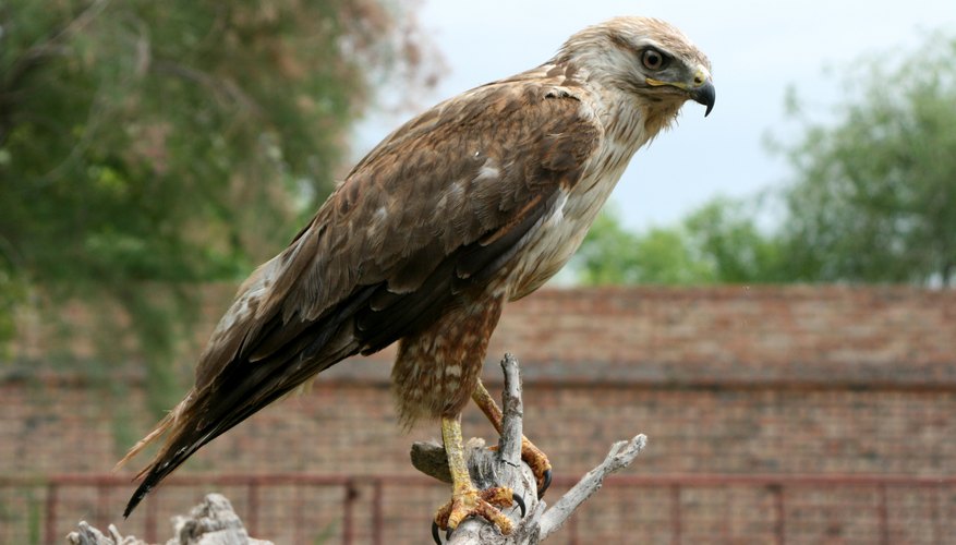 Plants & Animals of Germany | Sciencing