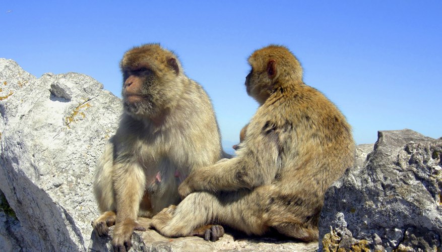 Animals in the Mediterranean Forest | Sciencing