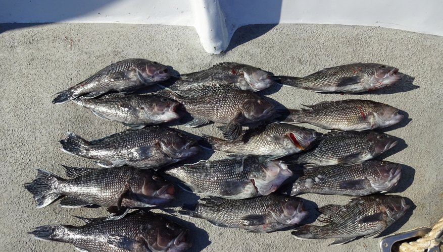 The Best Bait for Sea Bass