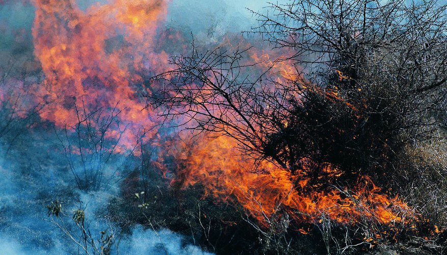 Photo Credit: Stockbyte/Stockbyte/Getty Images Fires have become more frequent in the Mojave because of invasive plants.
