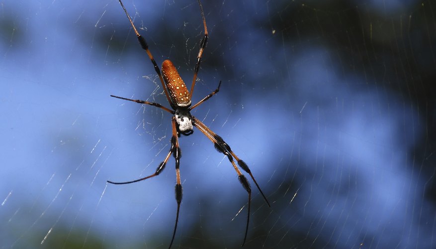 Common Mississippi Spiders Sciencing