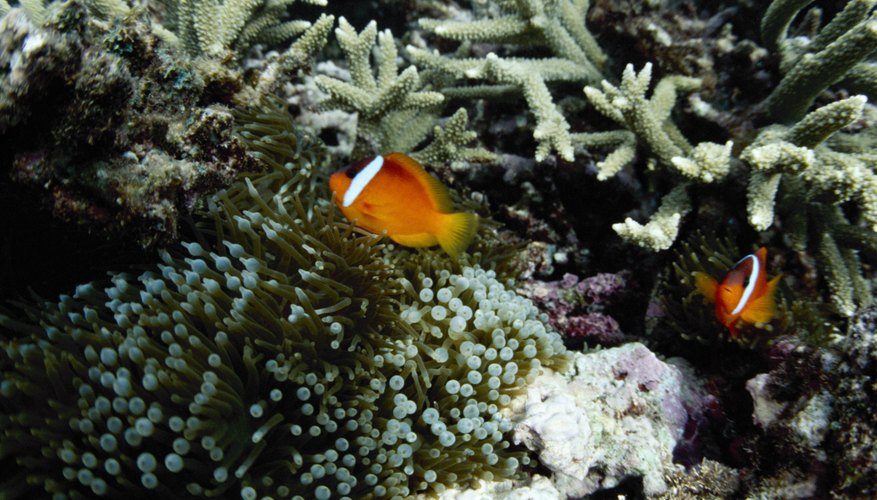 Coral and coastal fish inhabit warmer waters where salinity is low and oxygen levels are high. Coral and coastal fish inhabit warmer waters where salinity is low and oxygen levels are high.