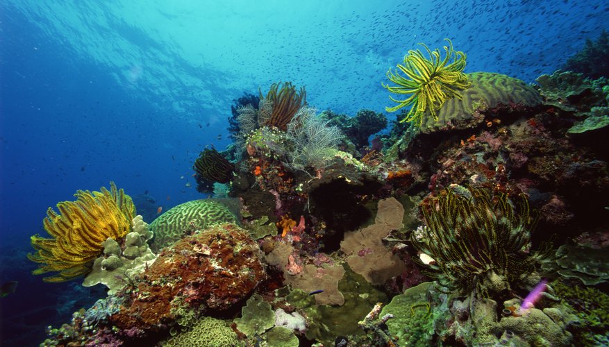 What Habitat Do Feather Stars Live In? | Sciencing