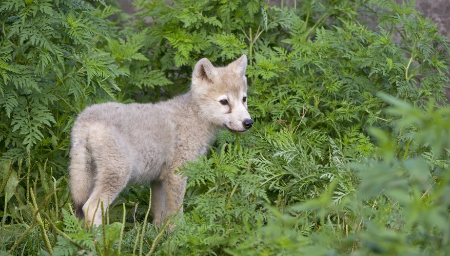 Facts About Baby Wolves | Sciencing