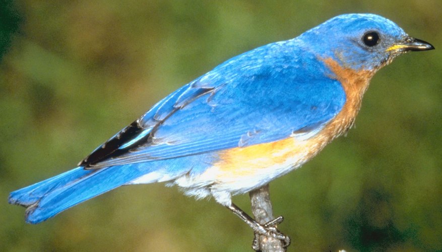Cómo identificar a los pájaros azulejos.