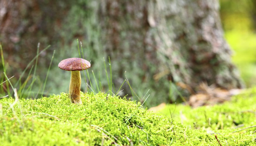 How to Kill Moss and Toadstools in Lawns | Garden Guides