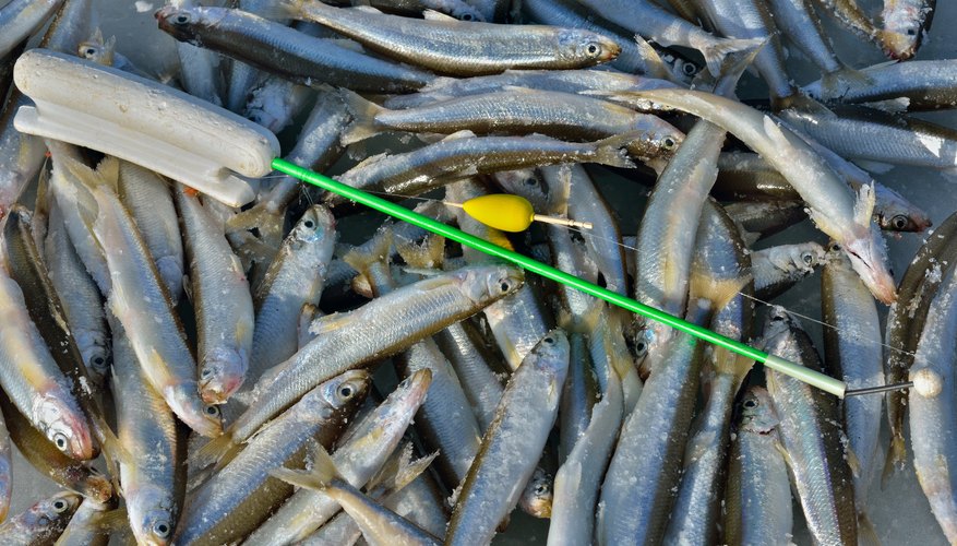 The Best Baits for Smelt Fishing