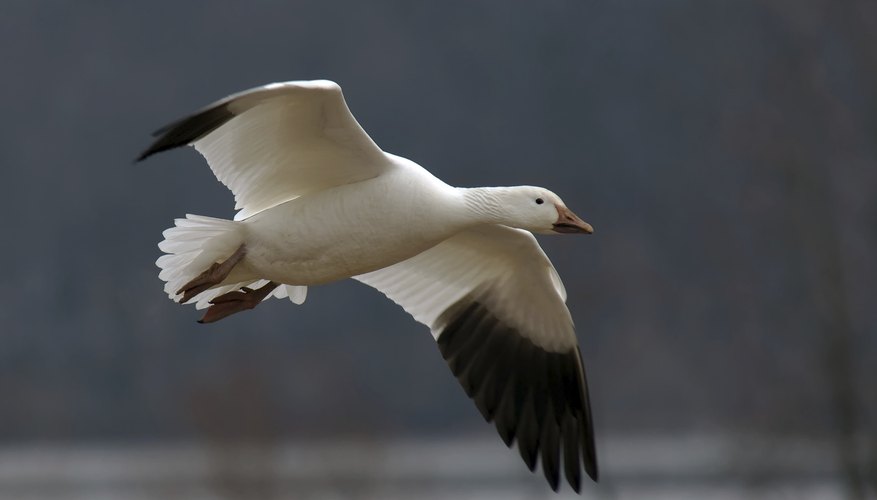 Photo Credit: Michael Mill/iStock/Getty Images A snow goose glides over a marsh.