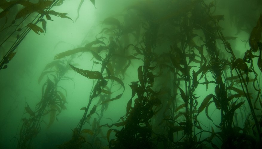 Sea Kelp Facts Sciencing