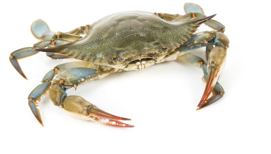 How to Raise Blue Crabs