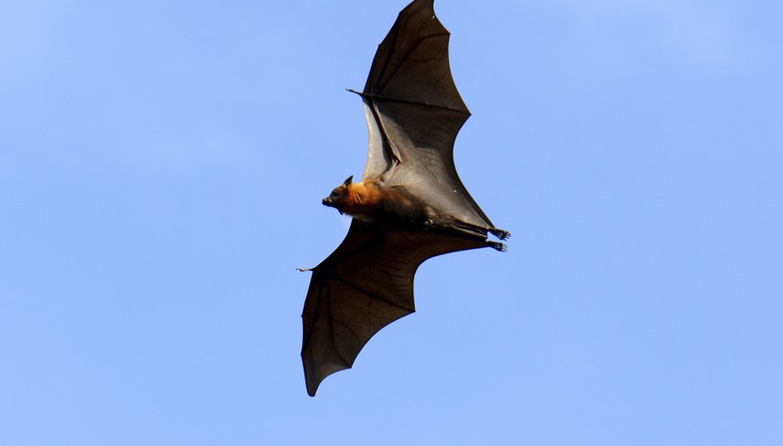 Bat flying. Bat flying.
