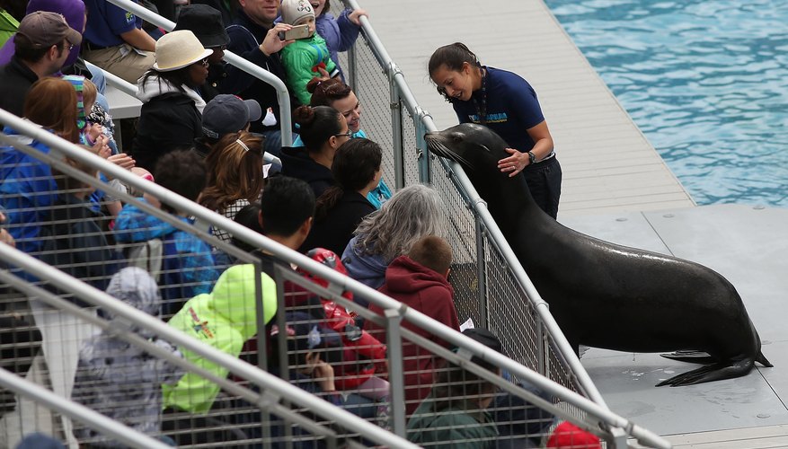 The sea lion show at the New York Aquarium. The sea lion show at the New York Aquarium.