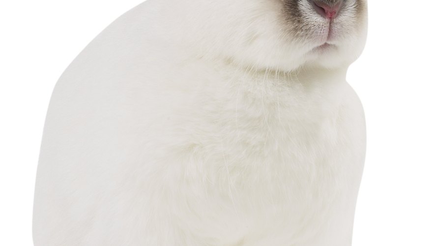 The dark fur on the Himalayan rabbit only grows on its extremities, because its expression is influenced by temperature. The dark fur on the Himalayan rabbit only grows on its extremities, because its expression is influenced by temperature.
