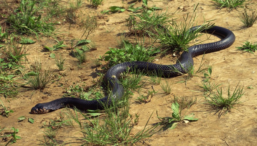 black racer snake bite