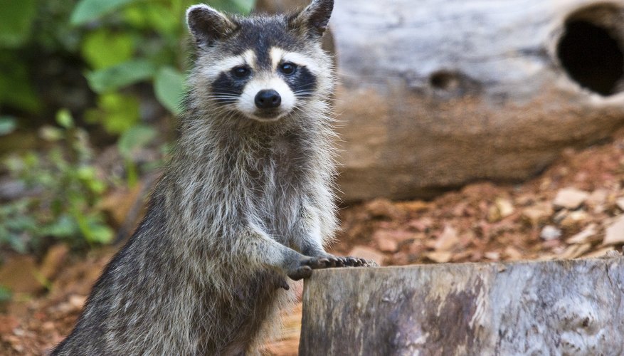 Animal Habitat Lessons for Kindergarten | Sciencing