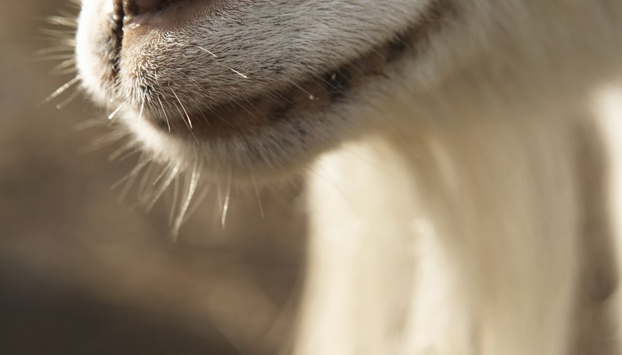 Photo Credit: Thomas Northcut/Photodisc/Getty Images Pygmy goats are naturally prey animals.