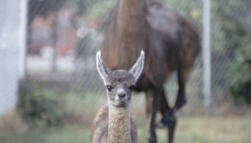 Photo Credit: Jerry Yulsman/Photodisc/Getty Images Specialty livestock such as llamas increasingly occur in Oregon.