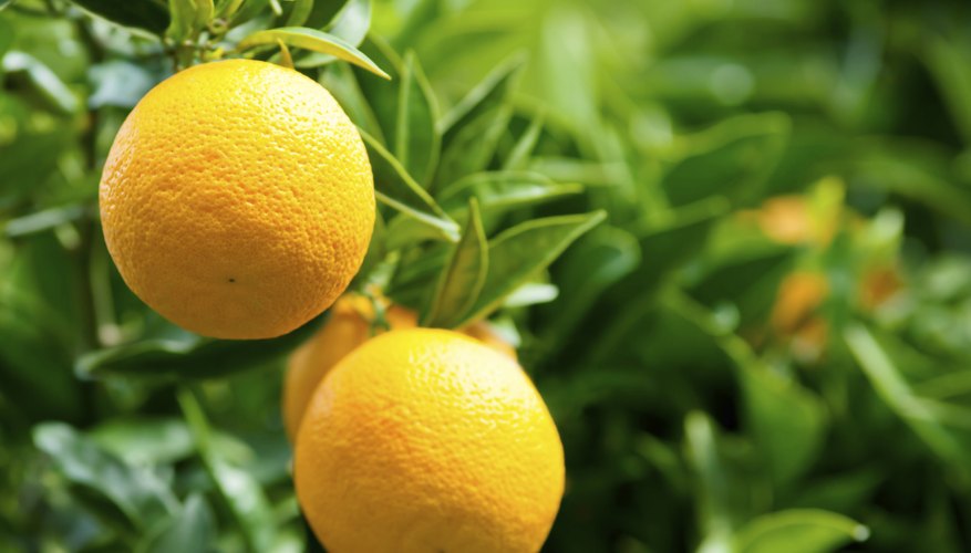 Oranges grow on a tree. Oranges grow on a tree.