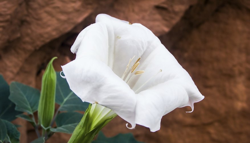 What Are Moon Lilies? | Garden Guides