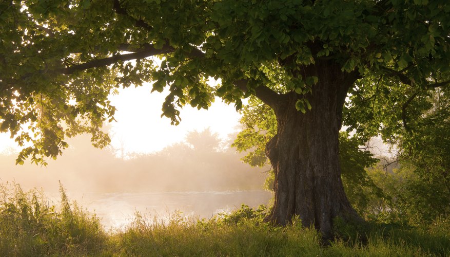 Oak tree