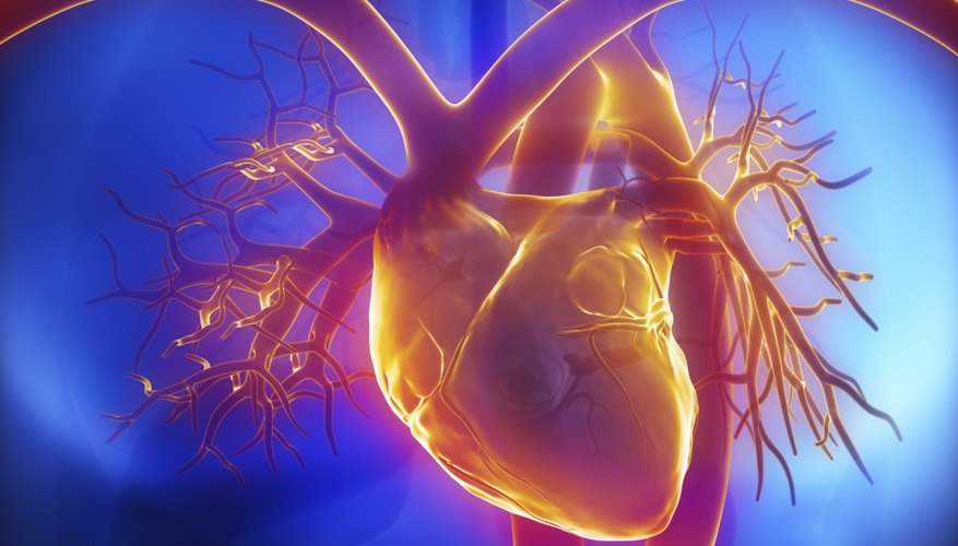 3D Illustration of the human heart. 3D Illustration of the human heart.