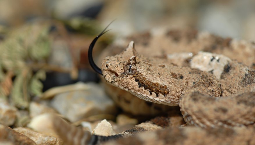 sidewinder-snake-adaptations-sciencing