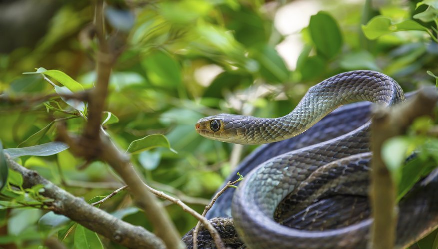 A snake climbing a tree. A snake climbing a tree.