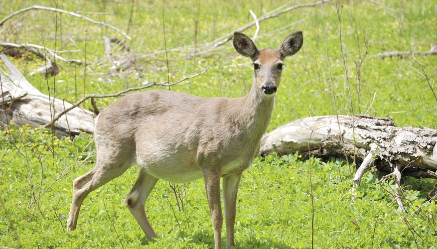 Life Cycle of a Deer | Sciencing