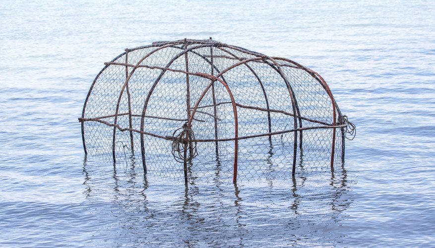 How to Catch Shrimp in Traps with Bait