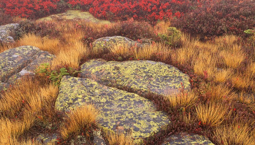As first colonizers in succession, lichens can grow on bare rock surfaces, eventually breaking them down to soil where plants can grow. As first colonizers in succession, lichens can grow on bare rock surfaces, eventually breaking them down to soil where plants can grow.