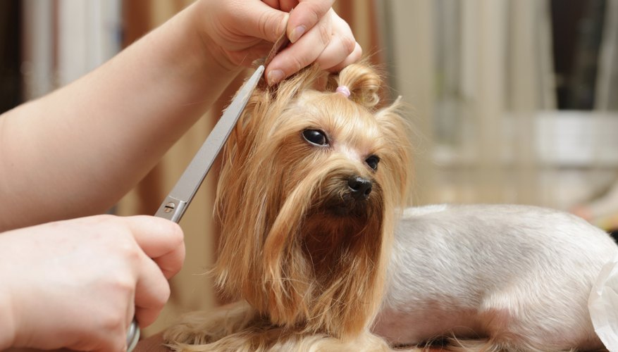 How to Start a Dog Grooming Business Bizfluent