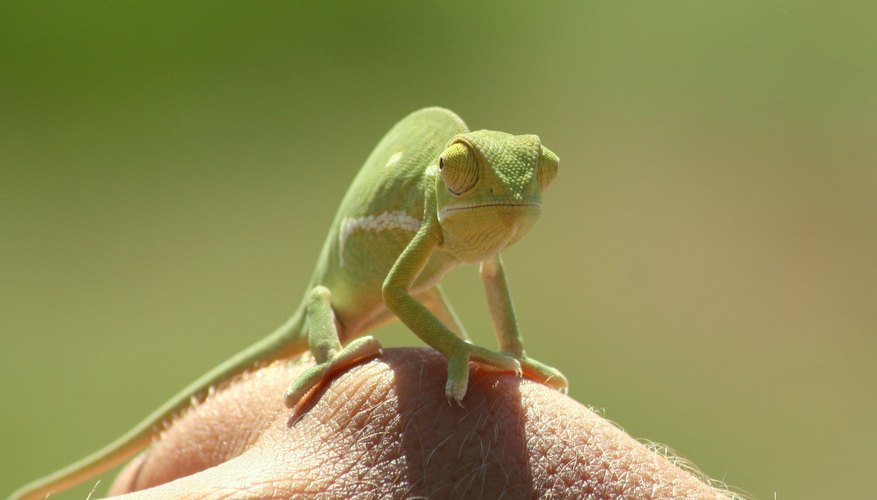 What Are the Adaptations for Reptiles to Live on Land What Are the Adaptations for Reptiles to Live on Land