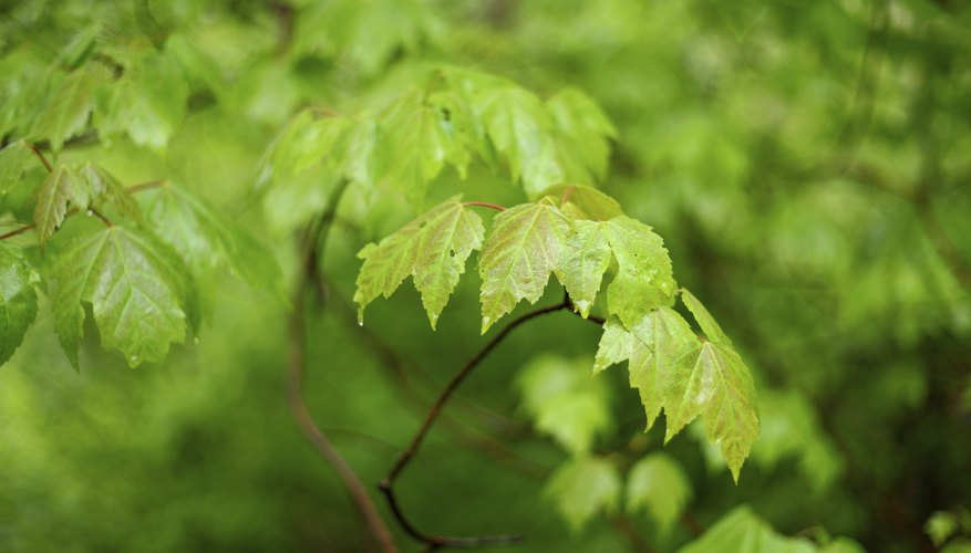Photo Credit: Kees Zwanenburg/iStock/Getty Images Alleopathy is a self-limiting factor.