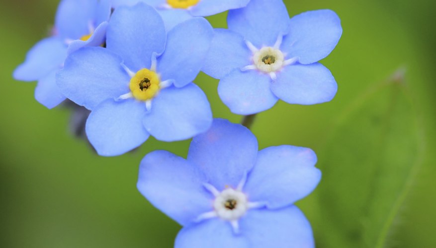 Plants Animals In Alaska Sciencing