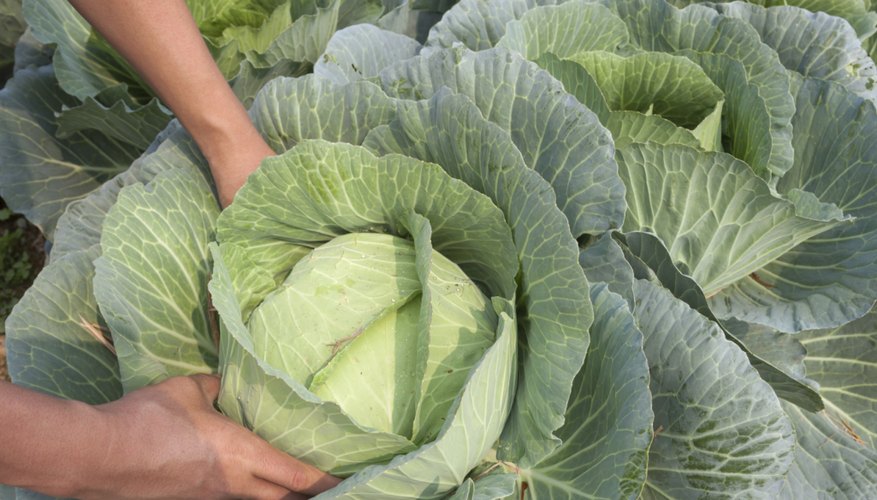 Cabbage growing in field Cabbage growing in field