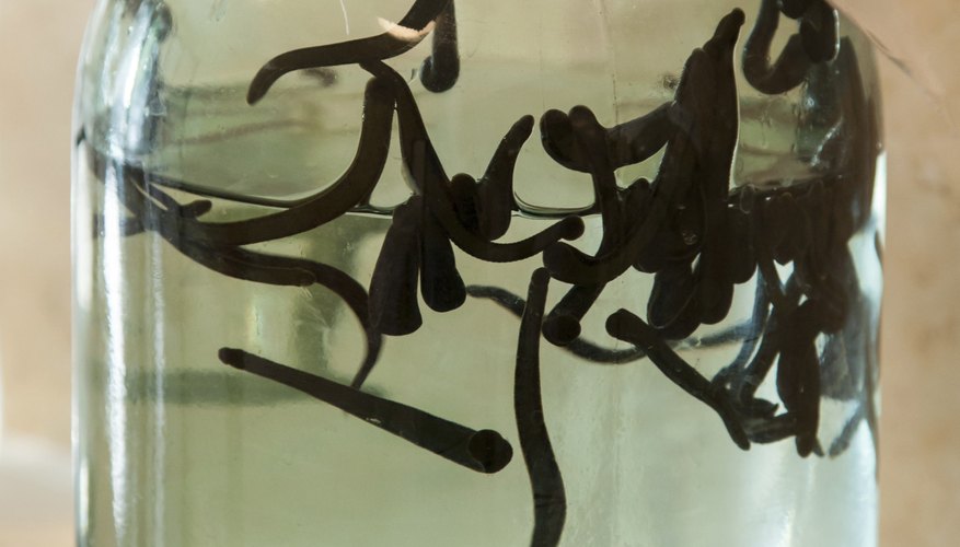 Life Cycle of Leeches | Sciencing