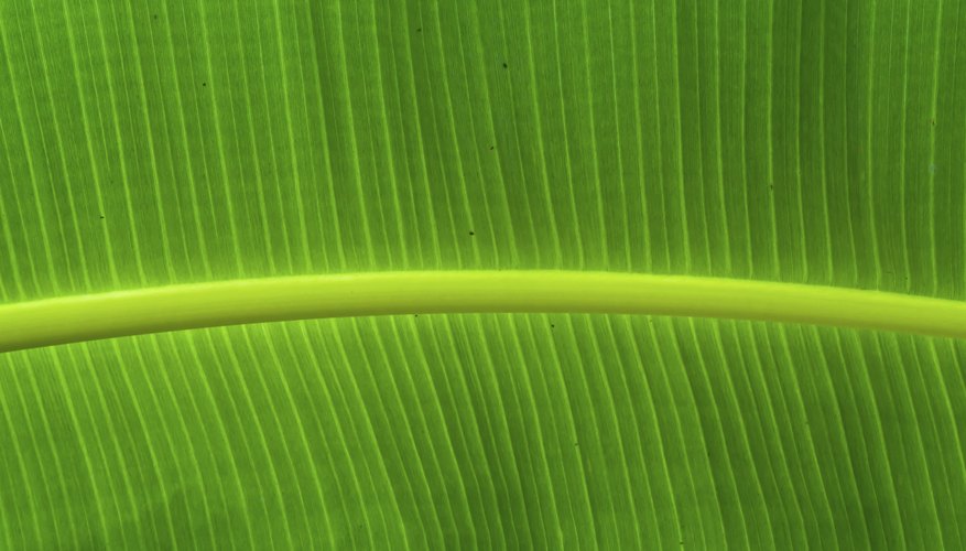 Photo Credit: narumitbowonkul/iStock/Getty Images Chlorophyll captures energy from sunlight and converts it too high energy electrons.