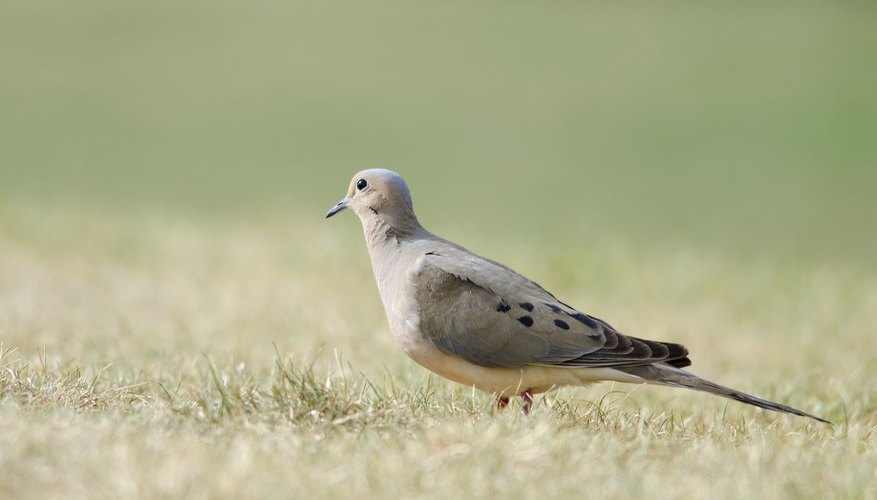 Photo Credit: spates/iStock/Getty Images Mourning doves forage on the ground for seeds.