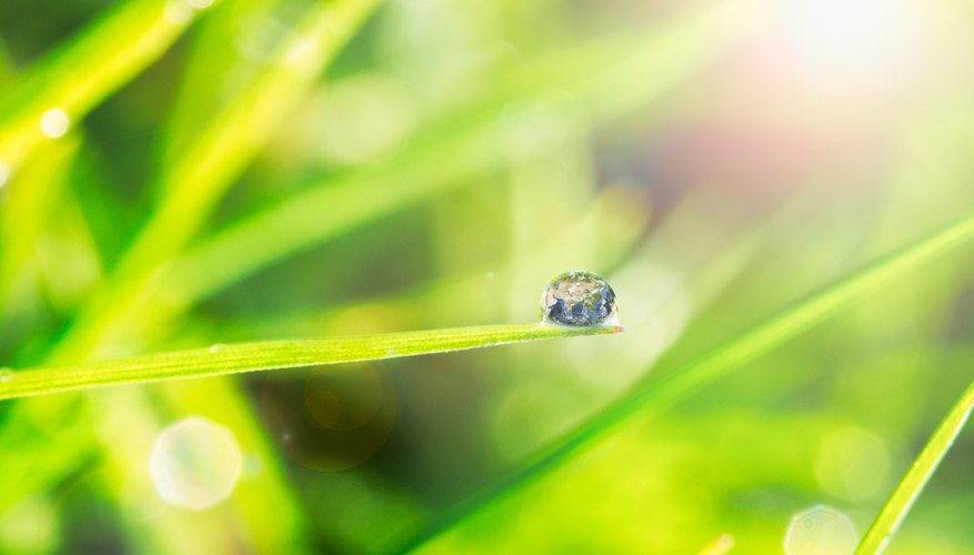 Photo Credit: Wavebreakmedia Ltd/Wavebreak Media/Getty Images Photosynthesis in plants.
