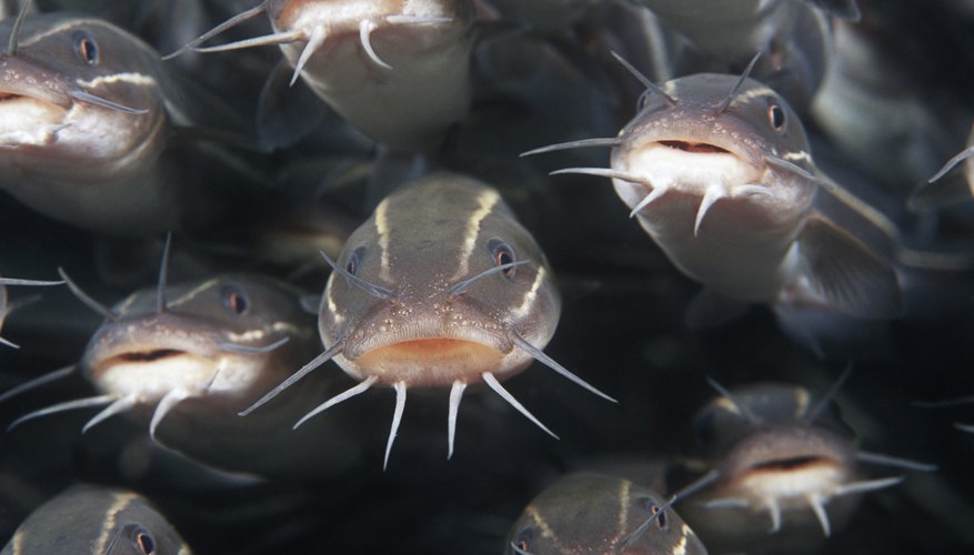 What Do Catfish Eat Sciencing