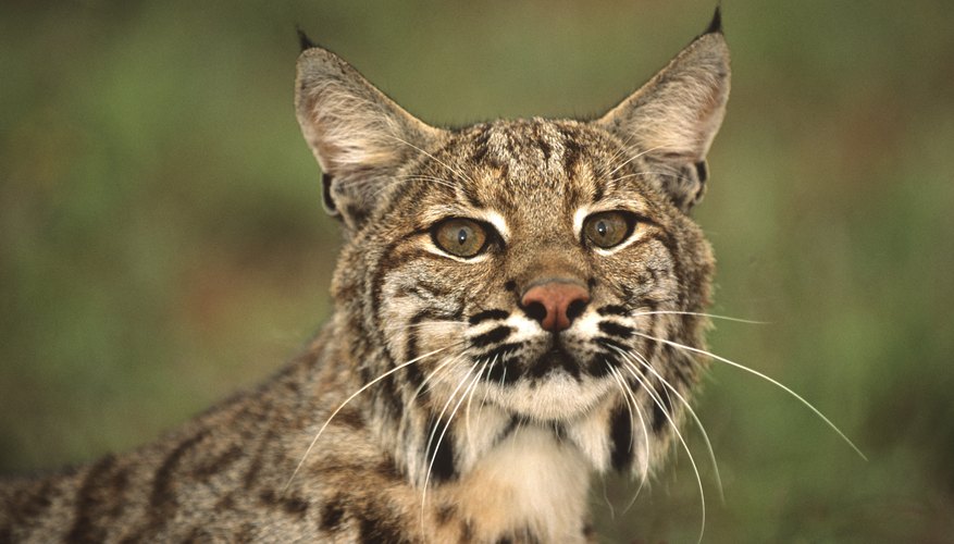 In What States Is It Legal to Own a Bobcat? | Legalbeagle.com